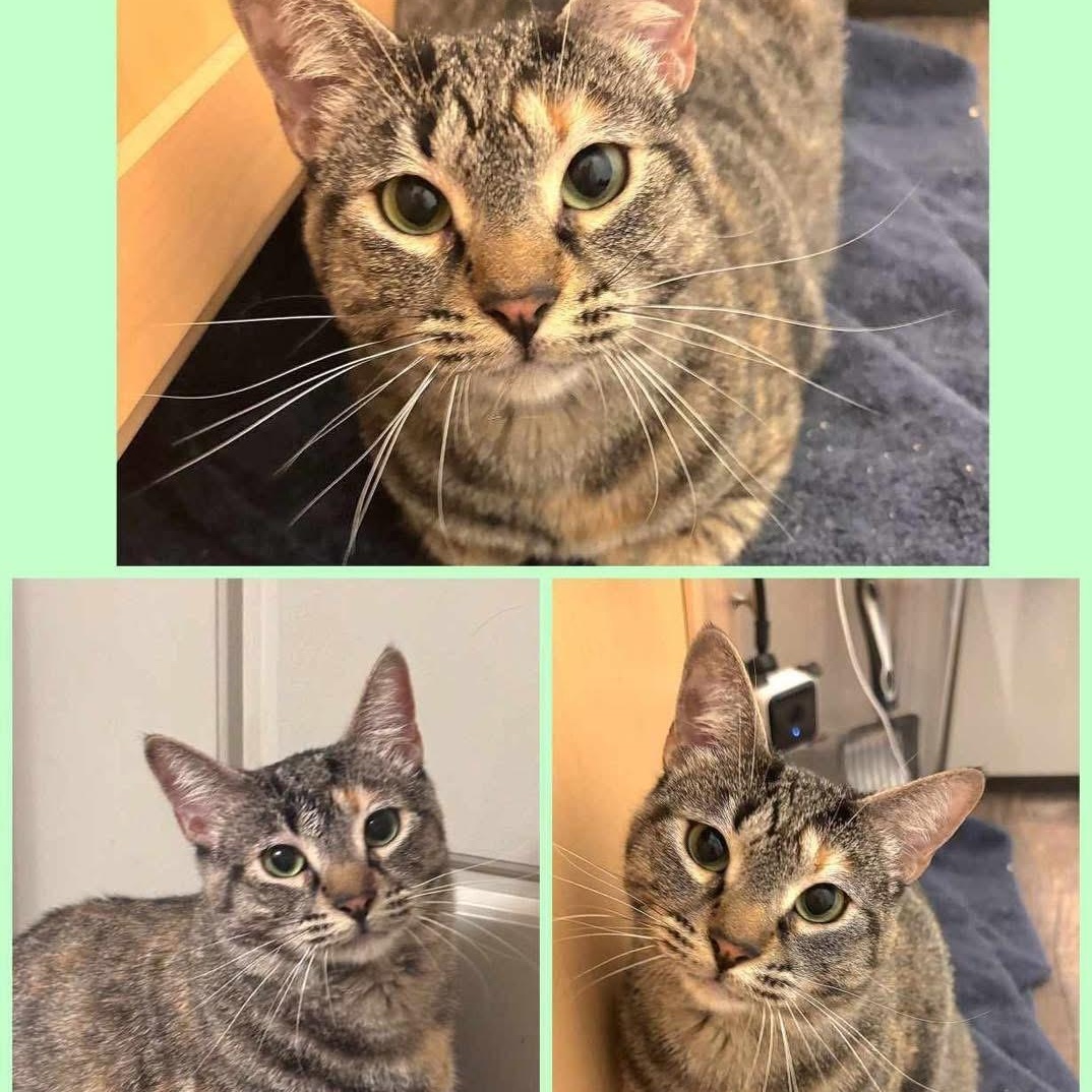 Frog, an adoptable Domestic Short Hair, Tabby in Lubbock, TX, 79407 | Photo Image 1