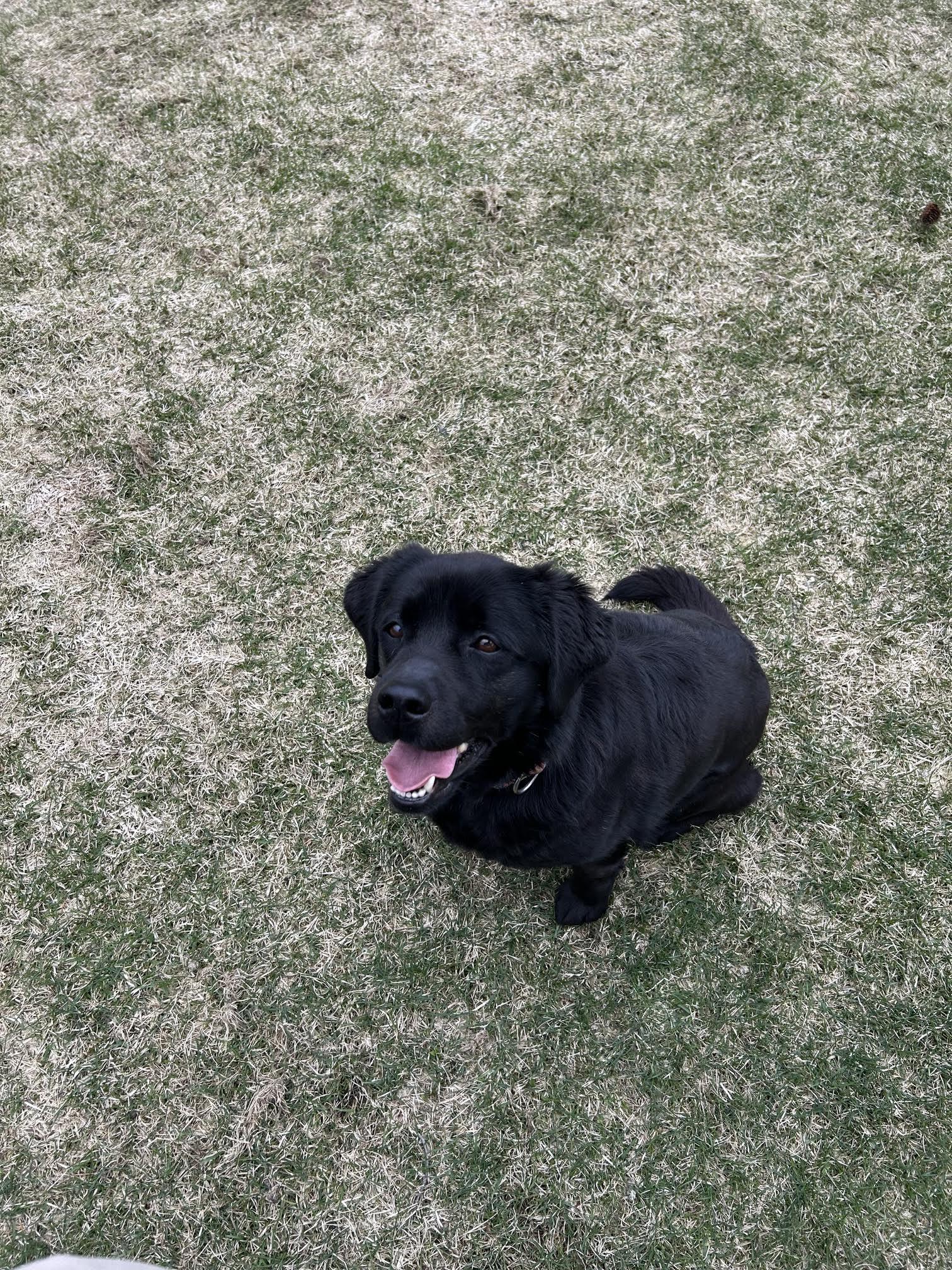 River, a ADOPTABLE mixed breed in Homer, AK image 3/5