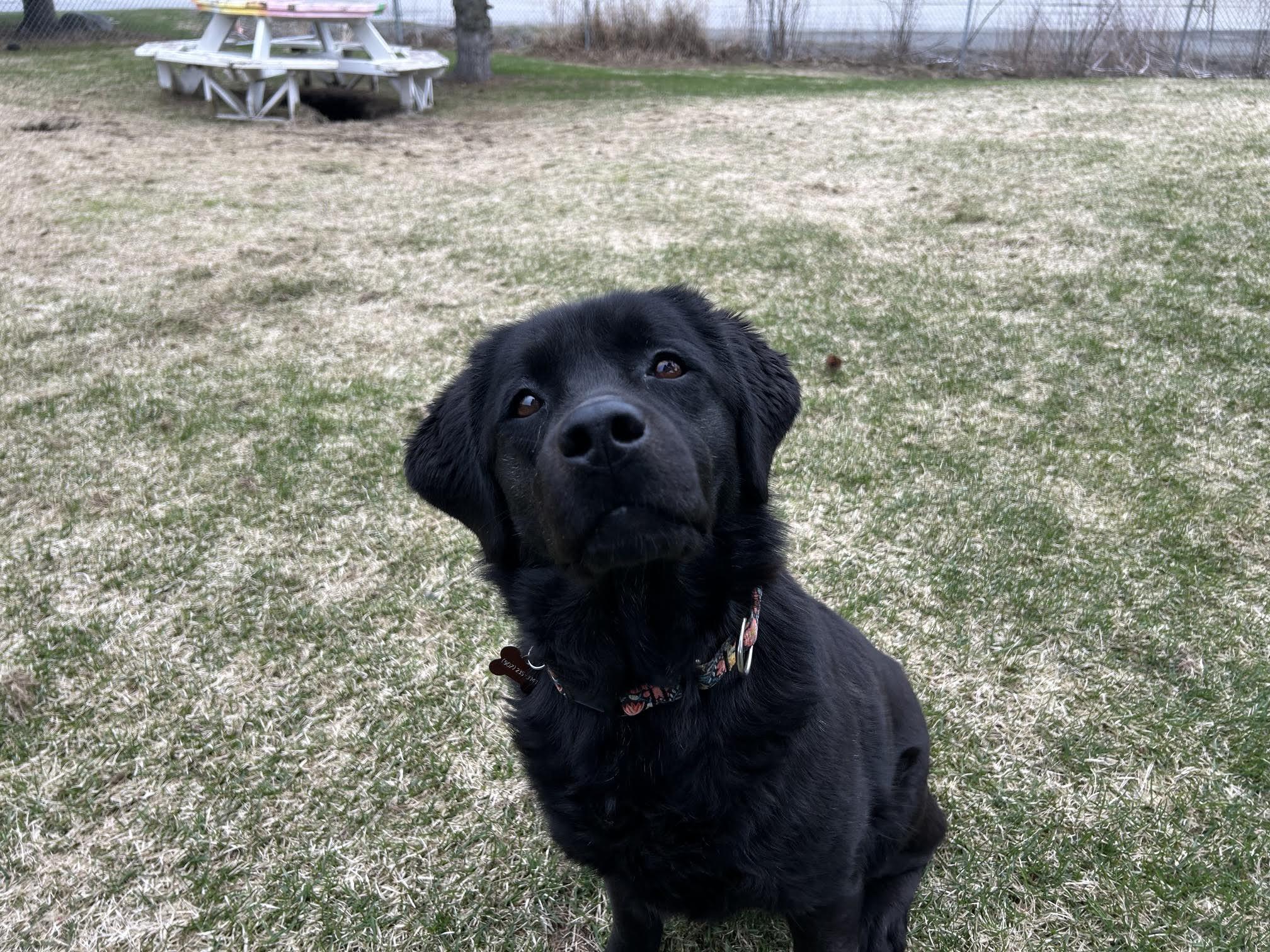 River, ADOPTABLE, Adult Female Labrador Retriever.