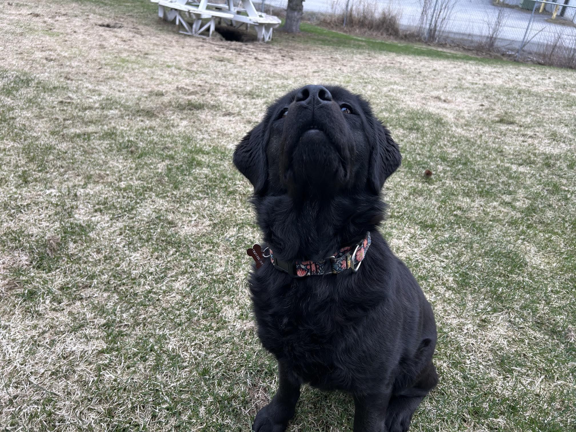 River, a ADOPTABLE mixed breed in Homer, AK image 2/5