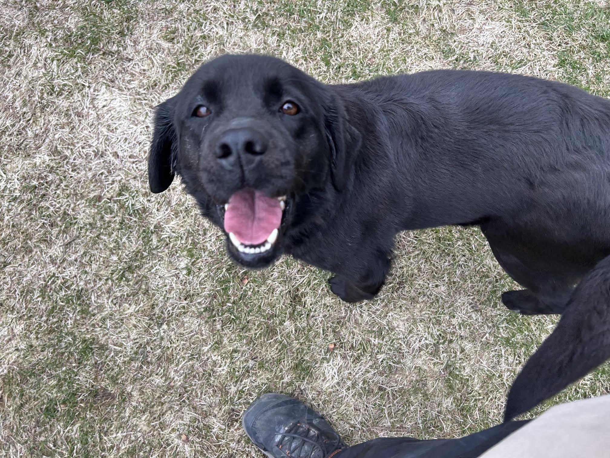 River, a ADOPTABLE mixed breed in Homer, AK image 4/5