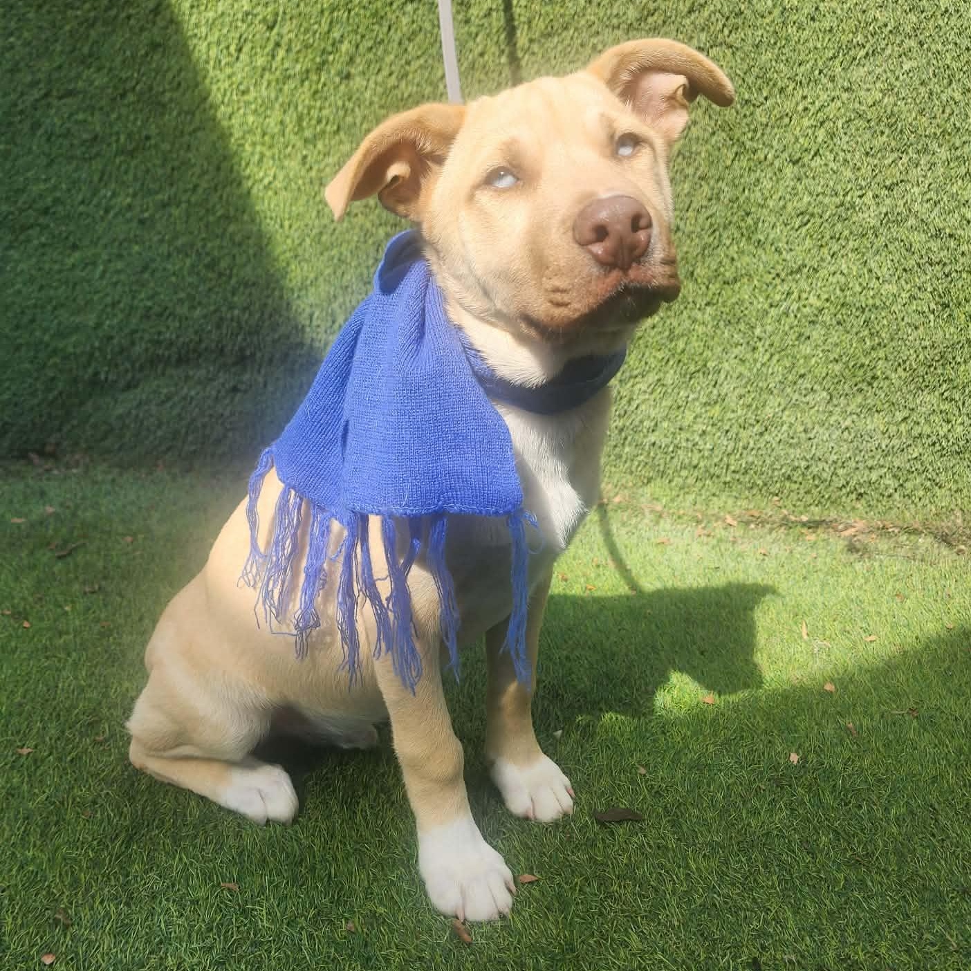 Rudy — thumbnail 5