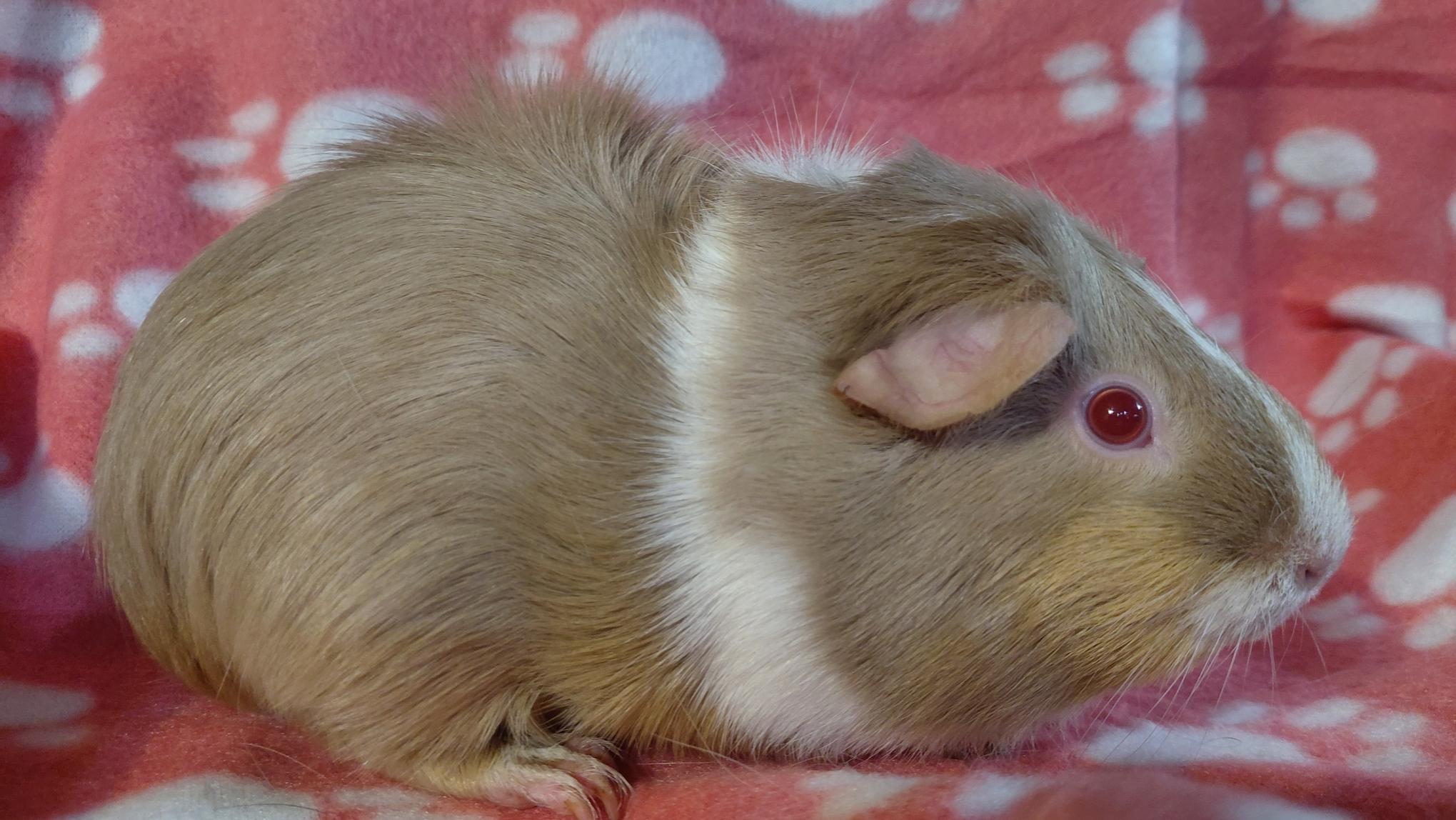 Magnolia, ADOPTABLE, Adult Female Guinea Pig.