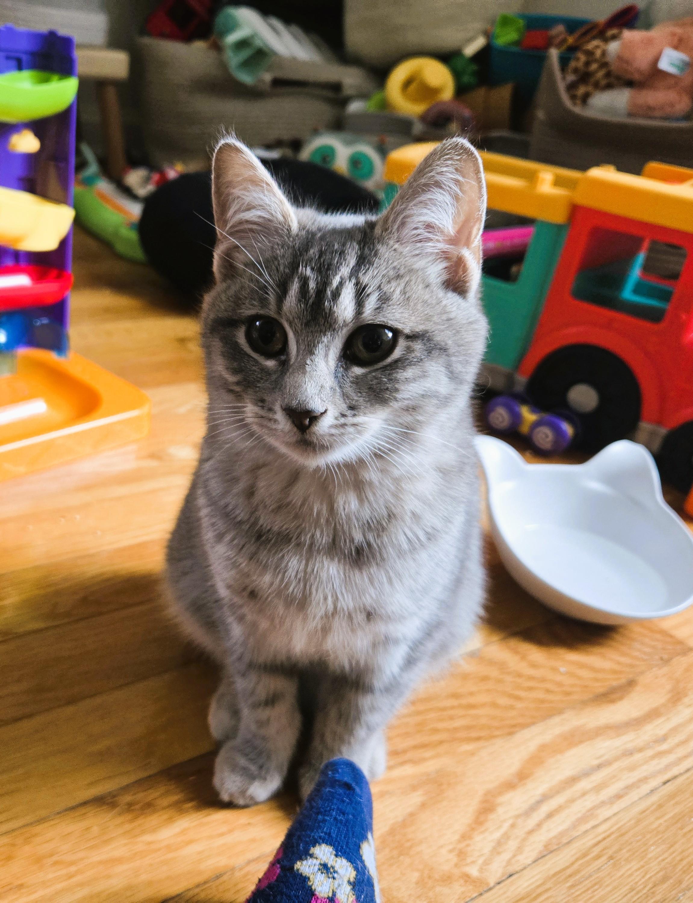 Enlarge Deegan, a ADOPTABLE Domestic Short Hair in South Ozone Park, NY image 1/6