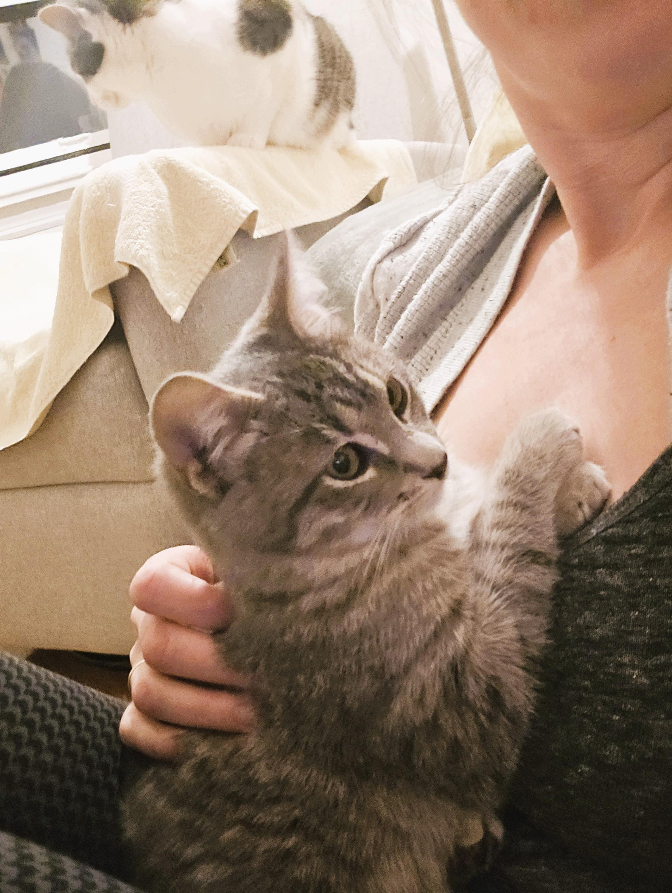 Enlarge Deegan, a ADOPTABLE Domestic Short Hair in South Ozone Park, NY image 2/6