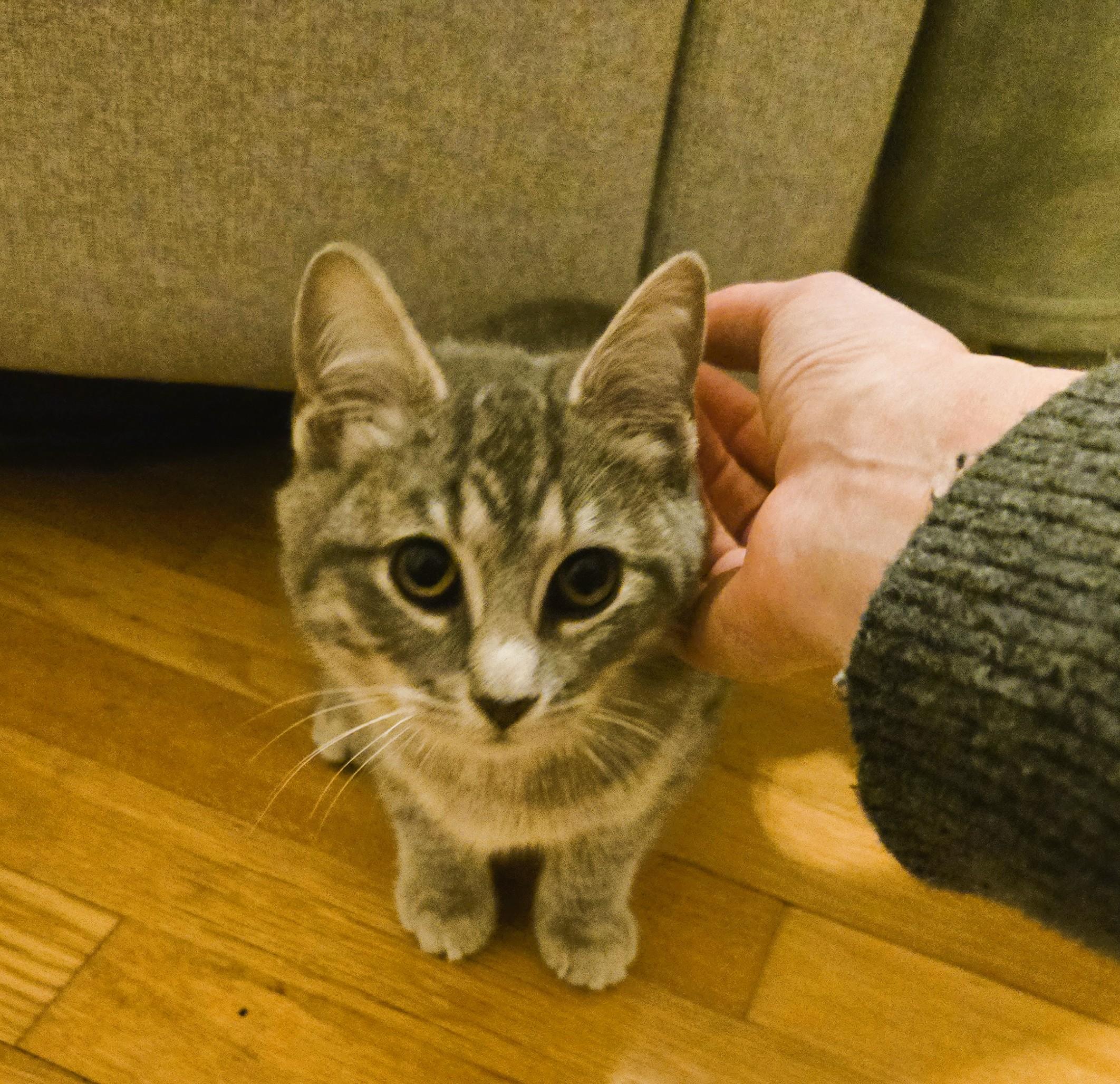 Enlarge Deegan, a ADOPTABLE Domestic Short Hair in South Ozone Park, NY image 3/6