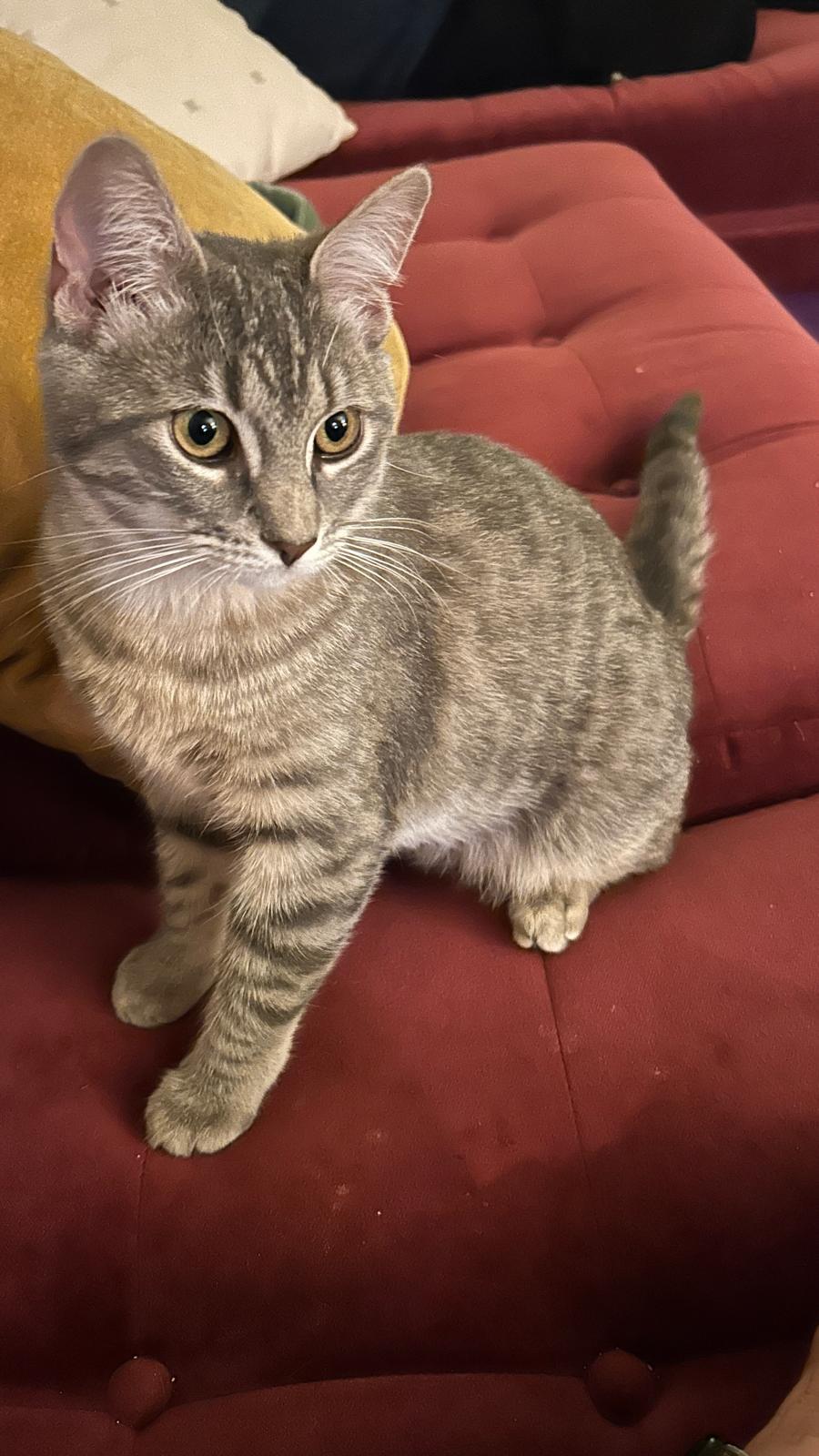 Enlarge Deegan, a ADOPTABLE Domestic Short Hair in South Ozone Park, NY image 1/6