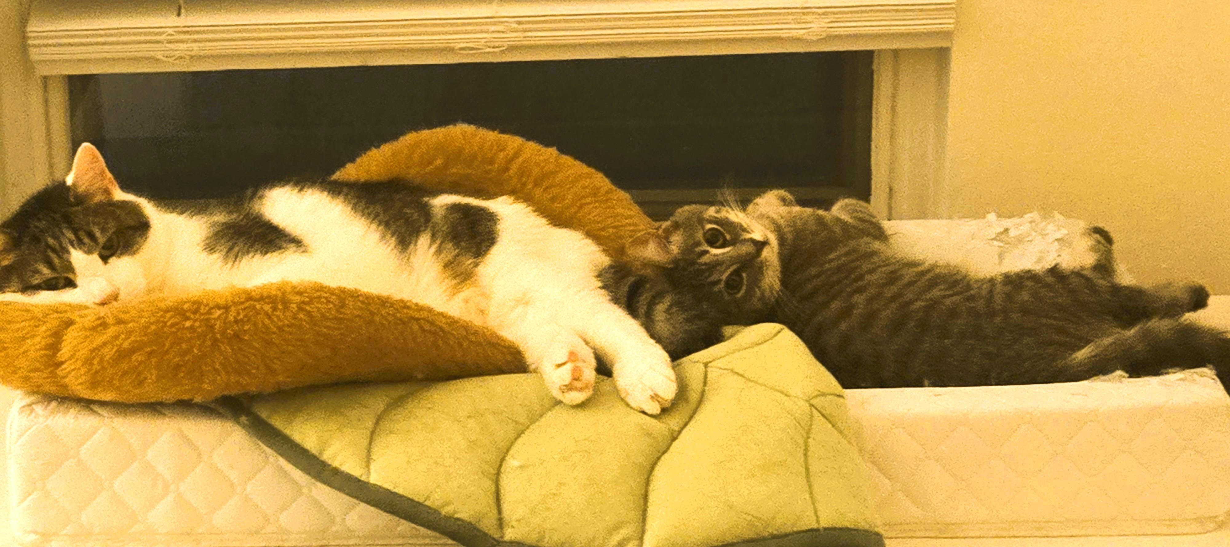 Enlarge Deegan, a ADOPTABLE Domestic Short Hair in South Ozone Park, NY image 3/6