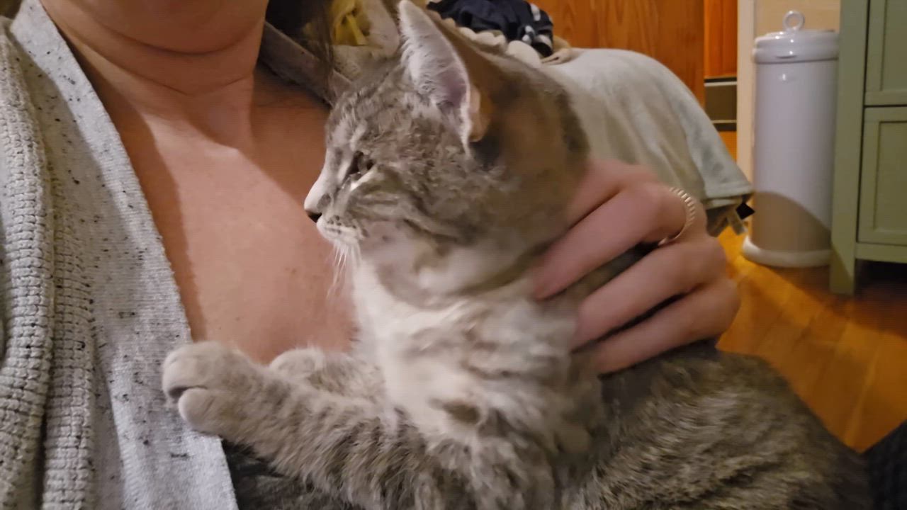 Enlarge Deegan, a ADOPTABLE Domestic Short Hair in South Ozone Park, NY video 5/6