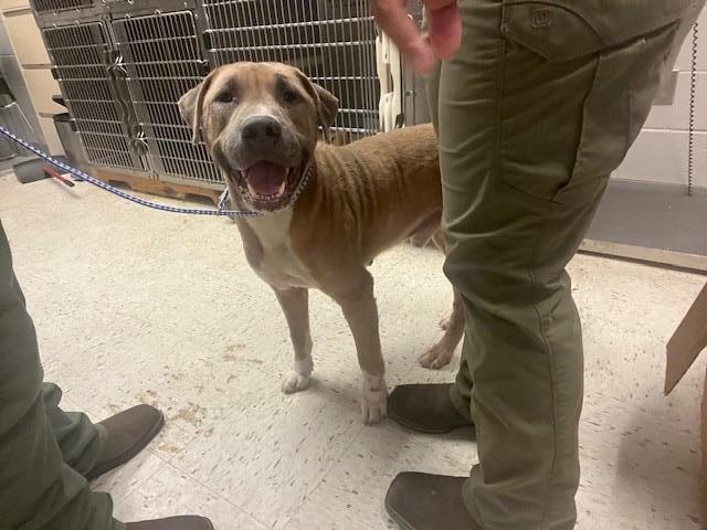 Bando, a Adoptable Pit Bull Terrier in Humble, TX image 1/2