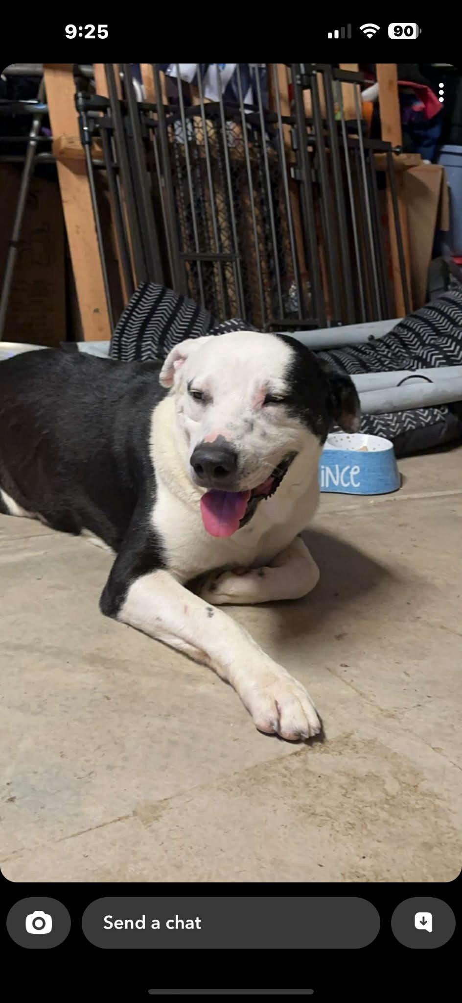 Jake aka Wiggle Wobbles, a Adoptable mixed breed in Cedar City, UT image 2/4