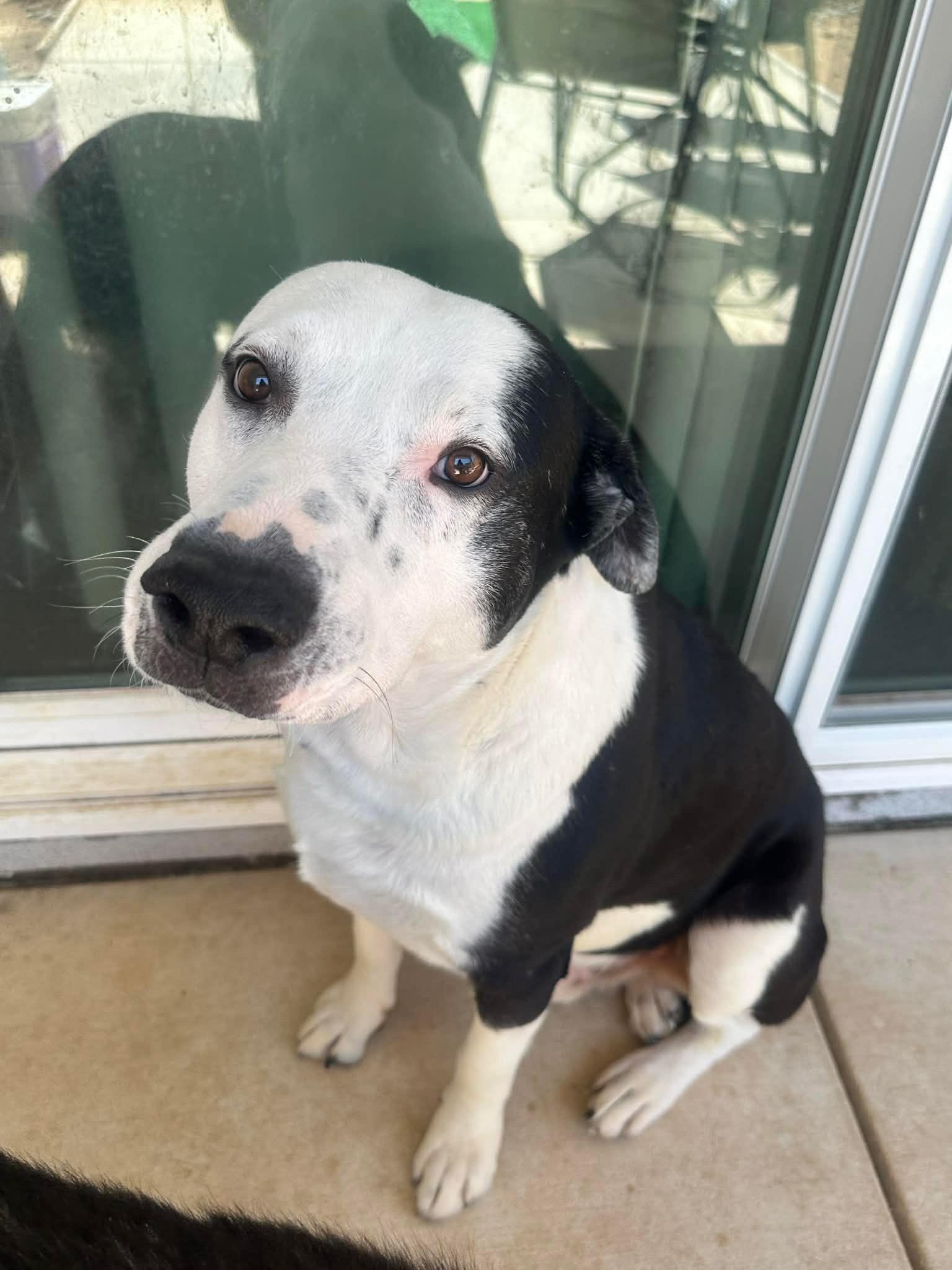 Jake aka Wiggle Wobbles, Adoptable, Adult Male Black Labrador Retriever & Pit Bull Terrier.