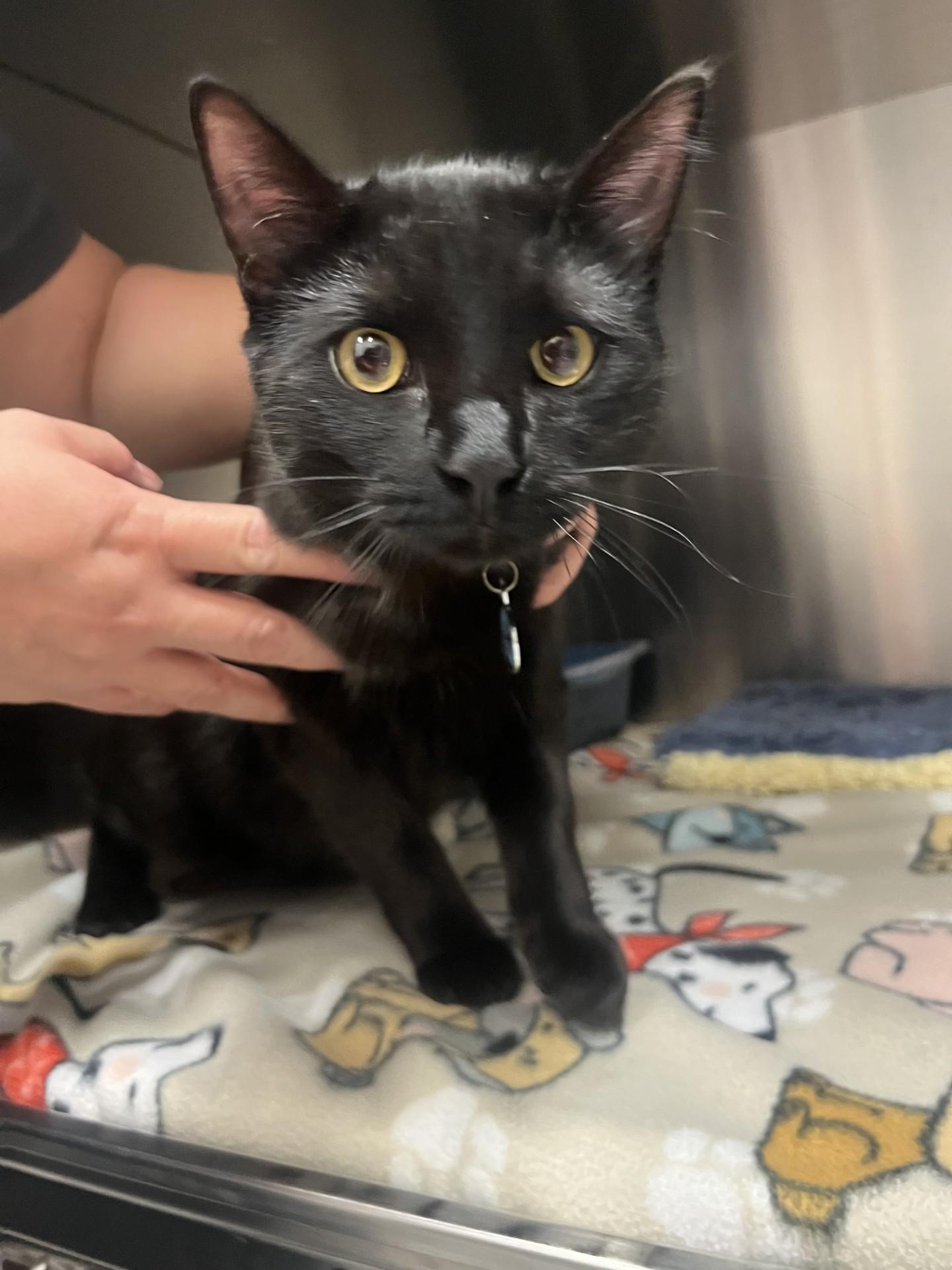 Choso, adopted, Young Male Domestic Short Hair.