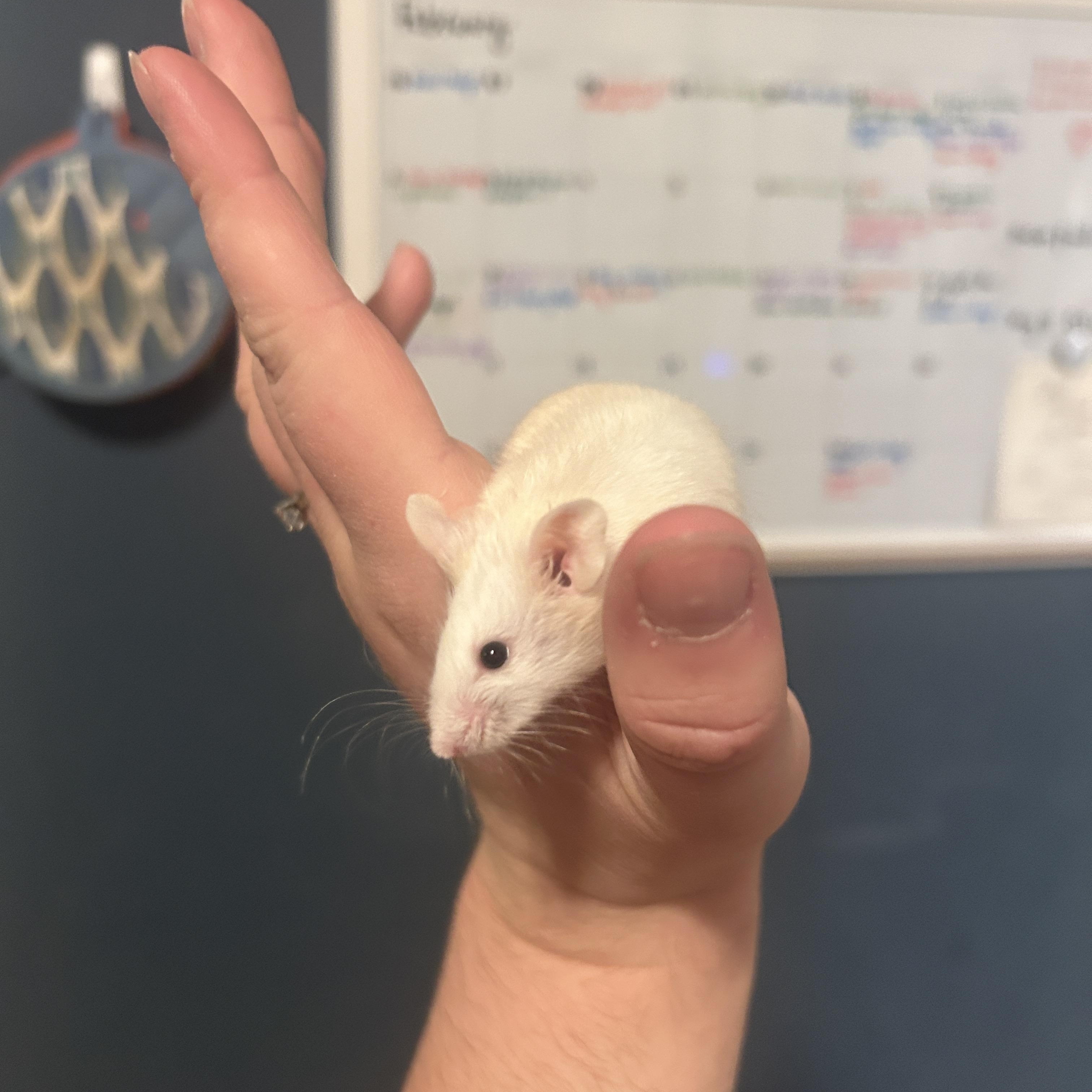 Lemon, Adult Male Mouse