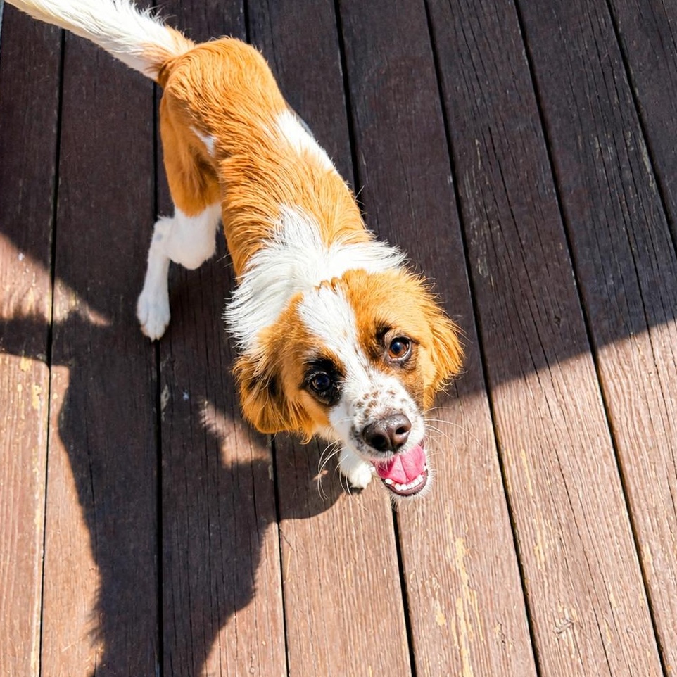 Enlarge Relish, an adopted mixed breed in Copiague, NY image 3/4