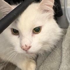 Enlarge Mister, a Adoptable mixed breed in Napa, CA image 1/1