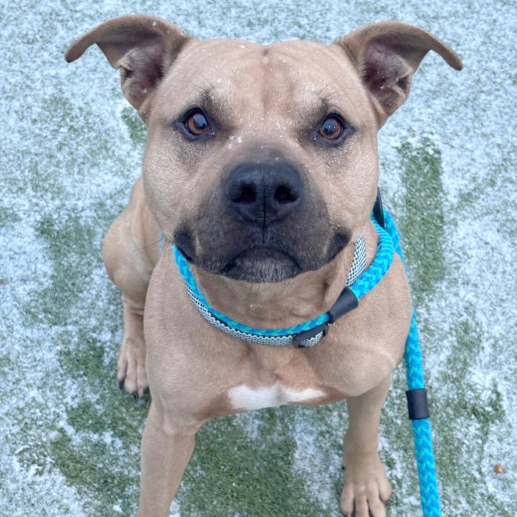 Atticus, Adoptable, Young Male Terrier & Pit Bull Terrier.