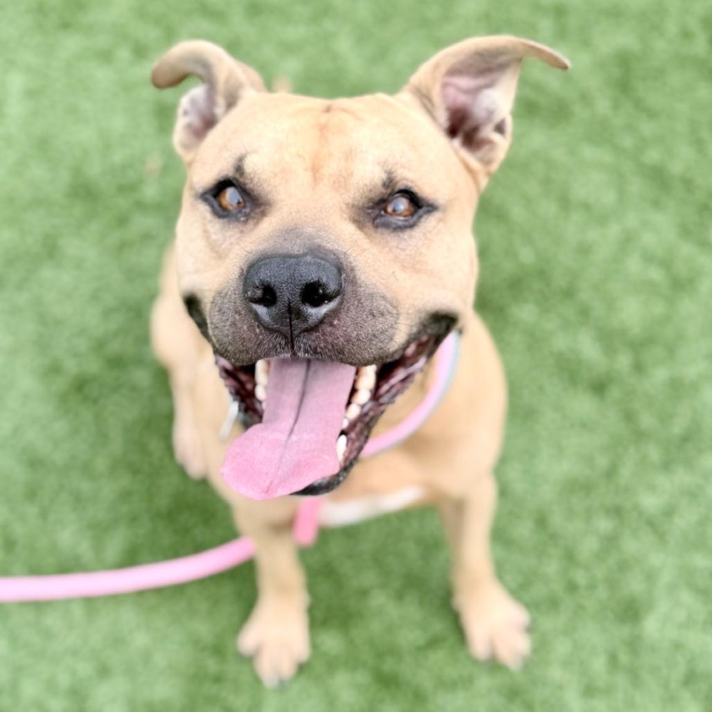 Atticus, a Adoptable mixed breed in Chattanooga, TN image 1/5