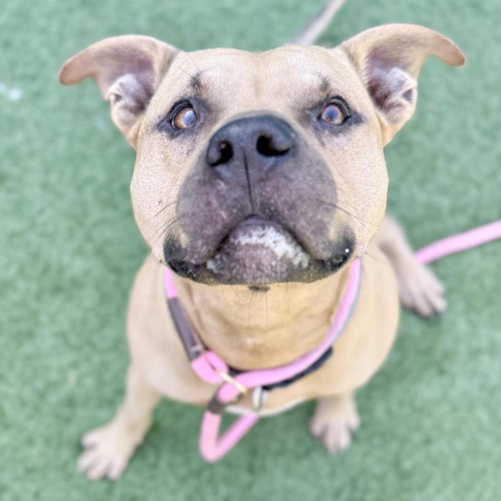 Atticus, a Adoptable mixed breed in Chattanooga, TN image 2/5