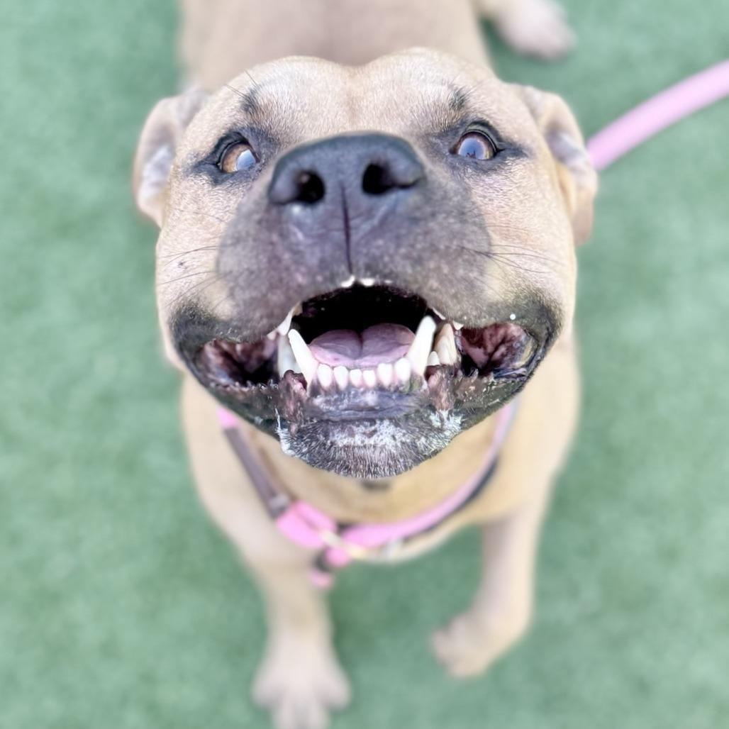 Atticus, a Adoptable mixed breed in Chattanooga, TN image 3/5