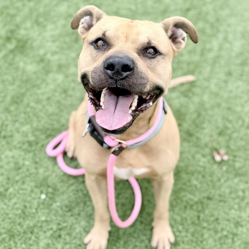 Atticus, a Adoptable mixed breed in Chattanooga, TN image 4/5