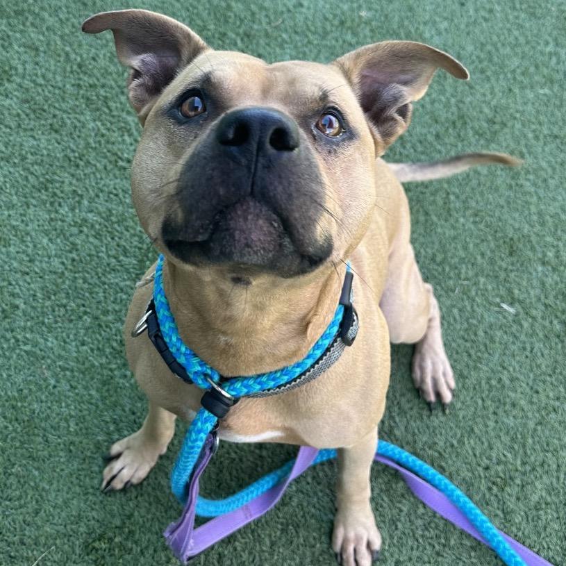 Atticus, a Adoptable mixed breed in Chattanooga, TN image 5/5