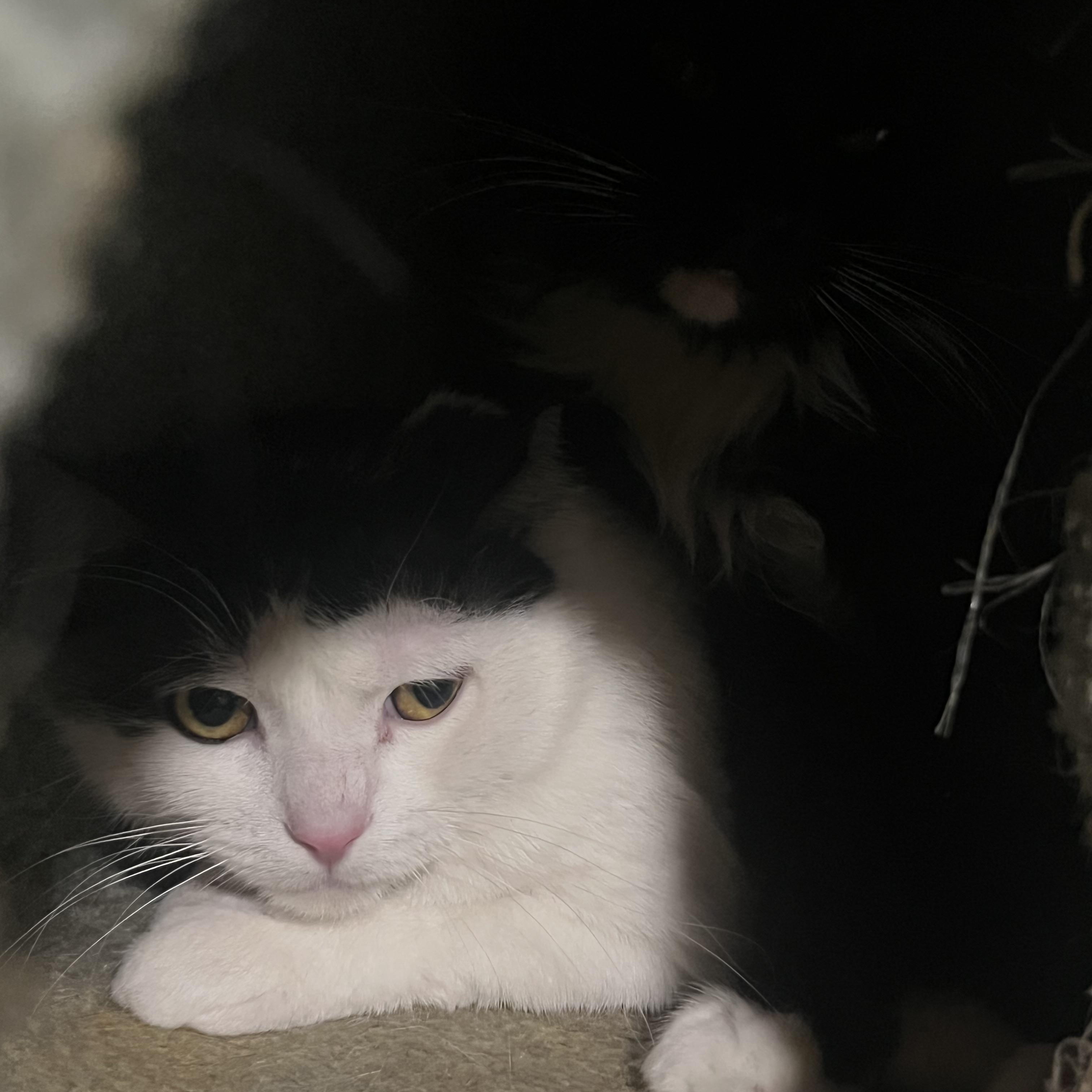 Enlarge Iggy & Bingo- Two Boys Who Deserve to Finally Be Chosen, a ADOPTABLE mixed breed in Marysville, WA image 3/4