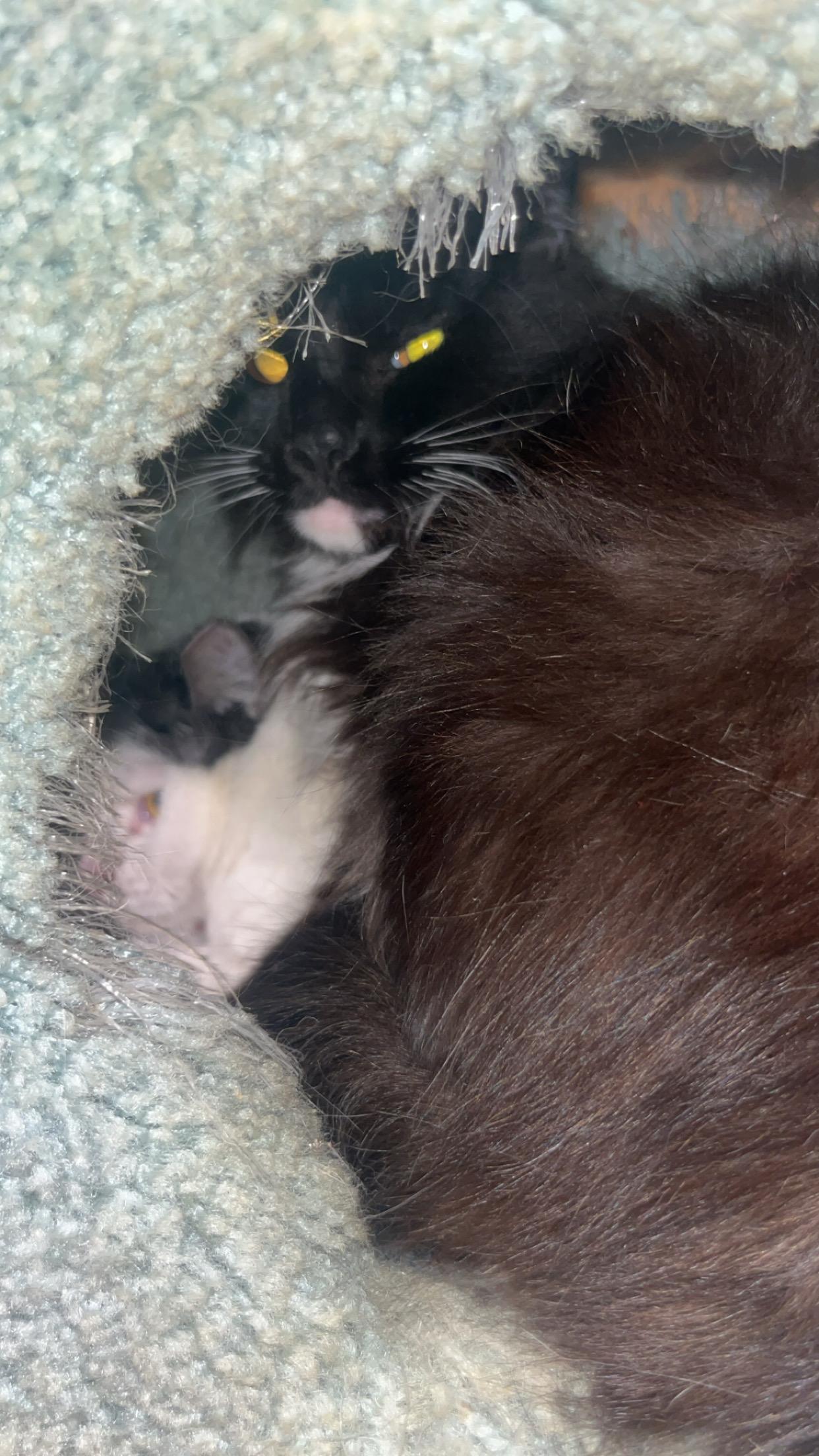 Enlarge Iggy & Bingo- Two Boys Who Deserve to Finally Be Chosen, a ADOPTABLE mixed breed in Marysville, WA image 4/4