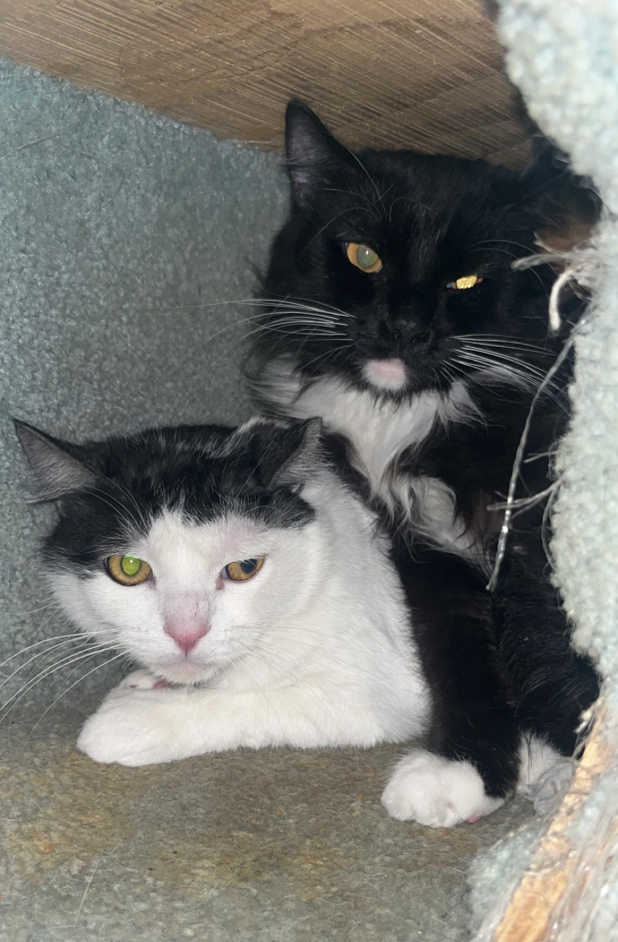 Enlarge Iggy & Bingo- Two Boys Who Deserve to Finally Be Chosen, a ADOPTABLE mixed breed in Marysville, WA image 1/4