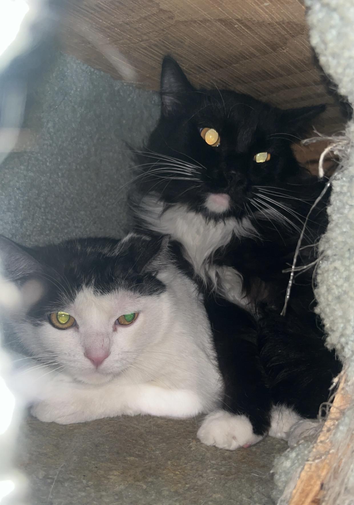 Enlarge Iggy & Bingo- Two Boys Who Deserve to Finally Be Chosen, a ADOPTABLE mixed breed in Marysville, WA image 2/4