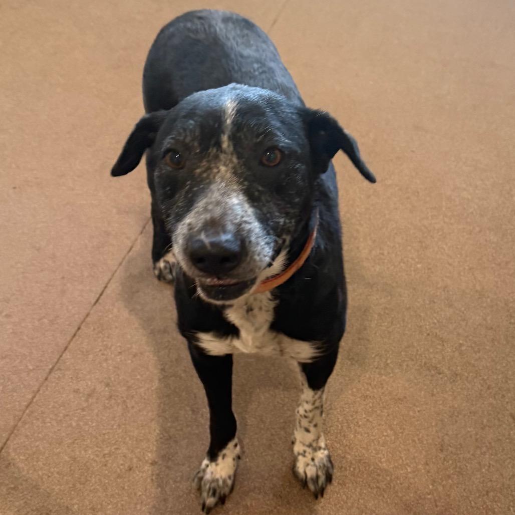 Ceal, Adoptable, Adult Female Border Collie.