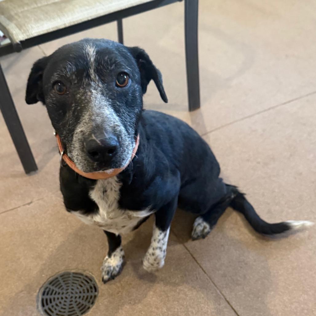 Enlarge Ceal, a Adoptable Border Collie in Cedaredge, CO image 2/6