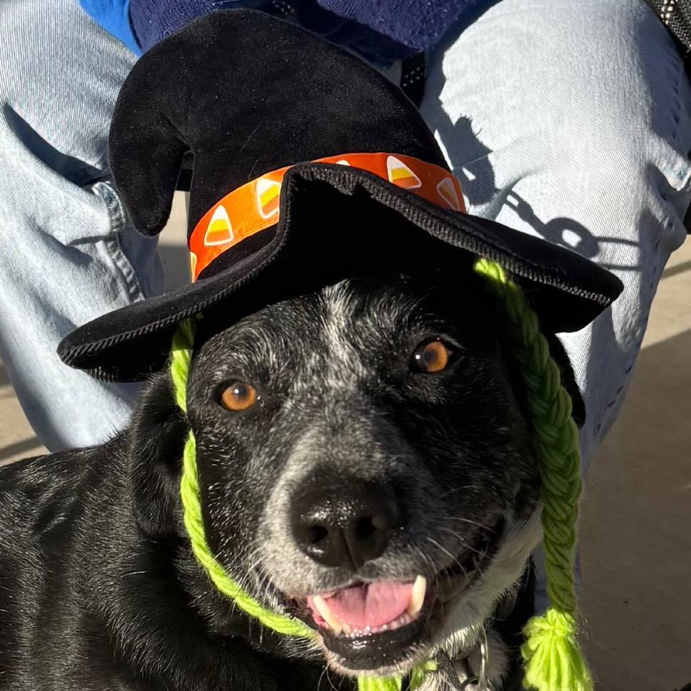 Enlarge Ceal, a Adoptable Border Collie in Cedaredge, CO image 3/6