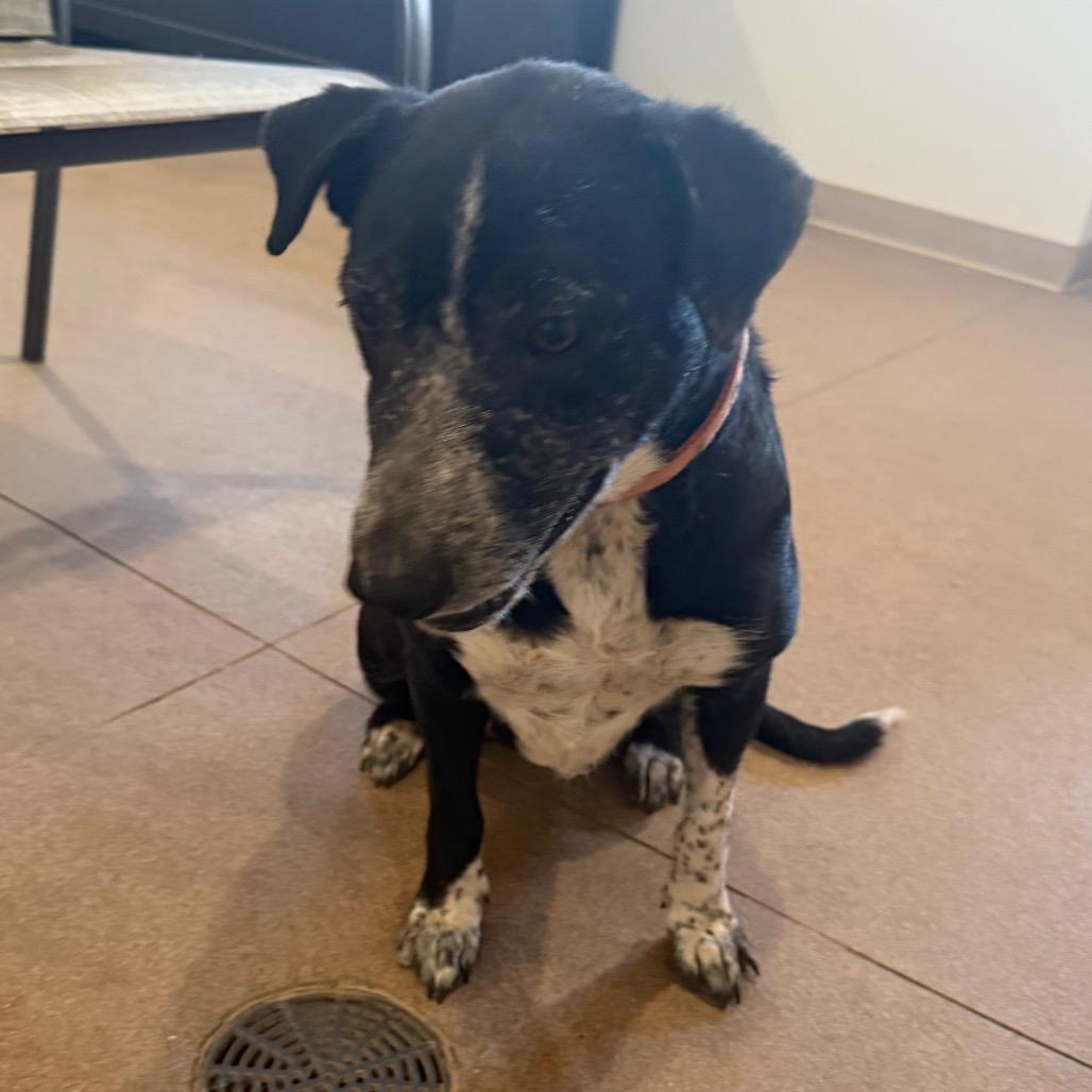 Enlarge Ceal, a Adoptable Border Collie in Cedaredge, CO image 4/6