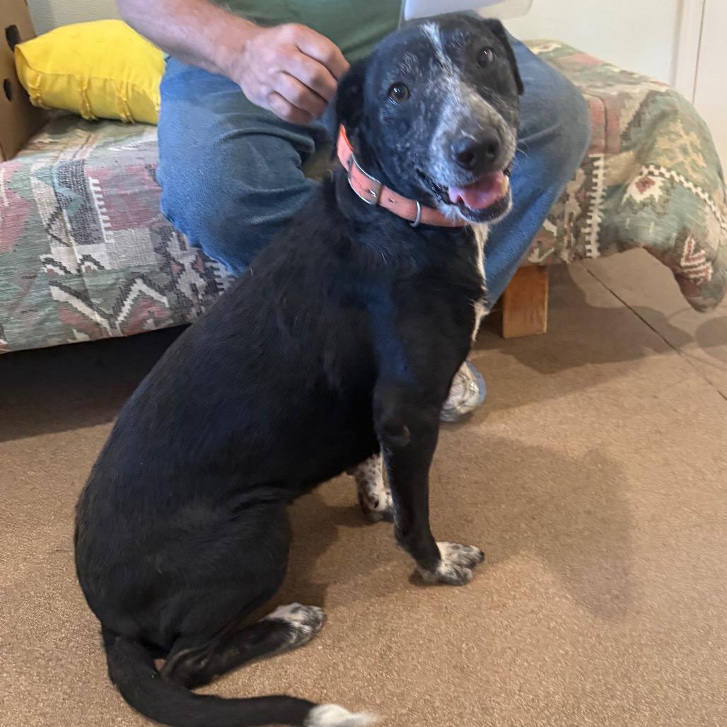 Enlarge Ceal, a Adoptable Border Collie in Cedaredge, CO image 5/6