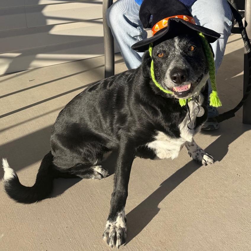 Enlarge Ceal, a Adoptable Border Collie in Cedaredge, CO image 6/6
