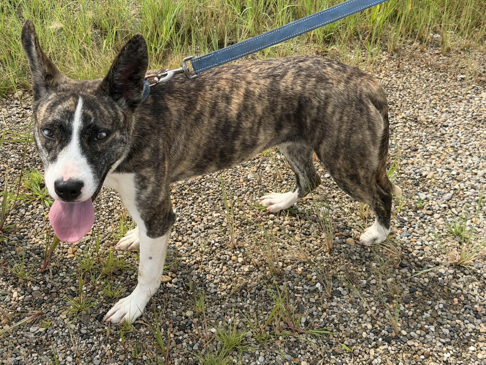 Enlarge Lilac, a Adoptable mixed breed in Liberty, IN image 3/6