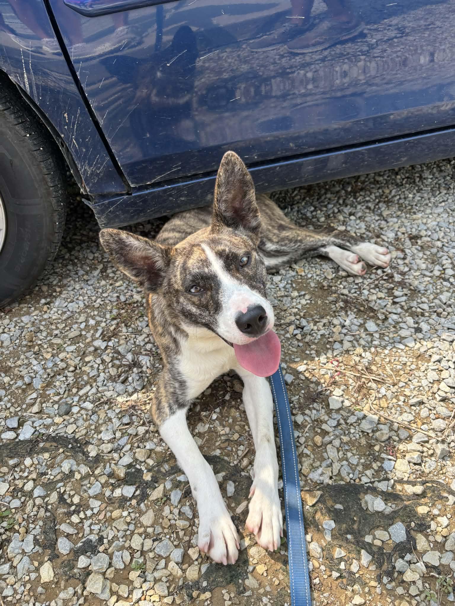 Enlarge Lilac, a Adoptable mixed breed in Liberty, IN image 2/6