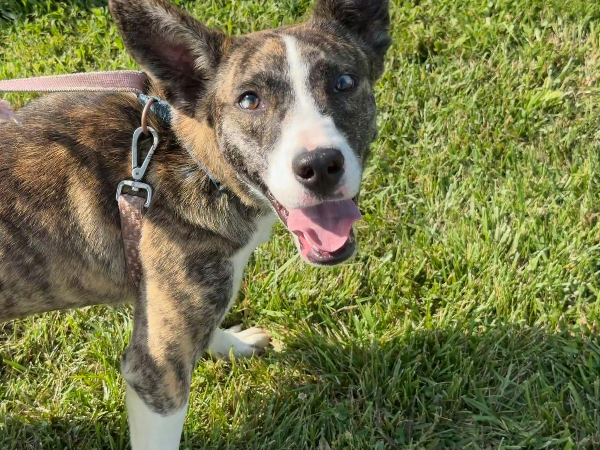Enlarge Lilac, a Adoptable mixed breed in Liberty, IN image 6/6