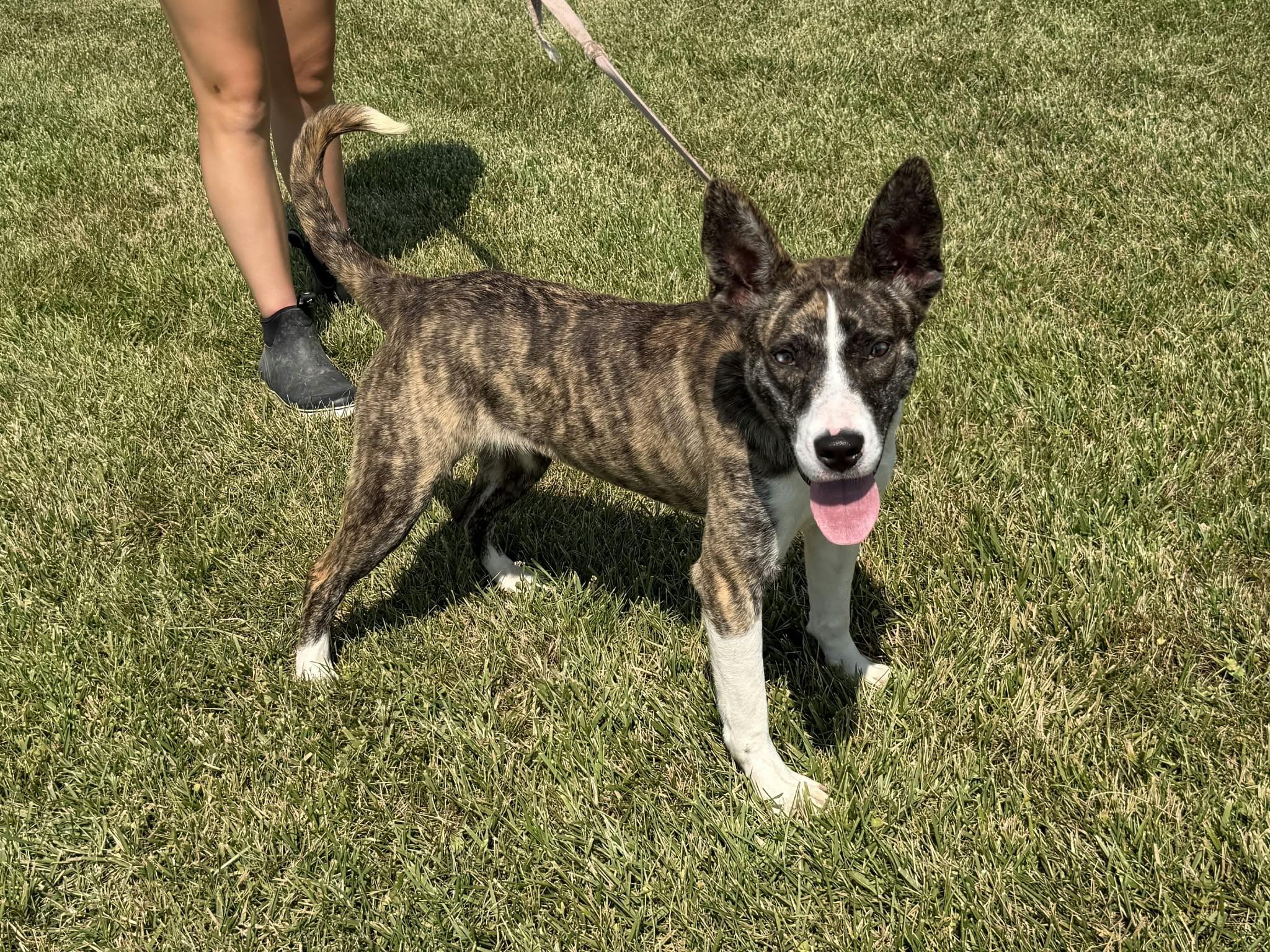 Enlarge Lilac, a Adoptable mixed breed in Liberty, IN image 4/6