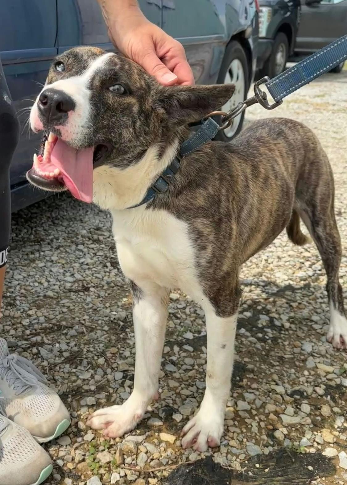 Enlarge Lilac, a Adoptable mixed breed in Liberty, IN image 5/6