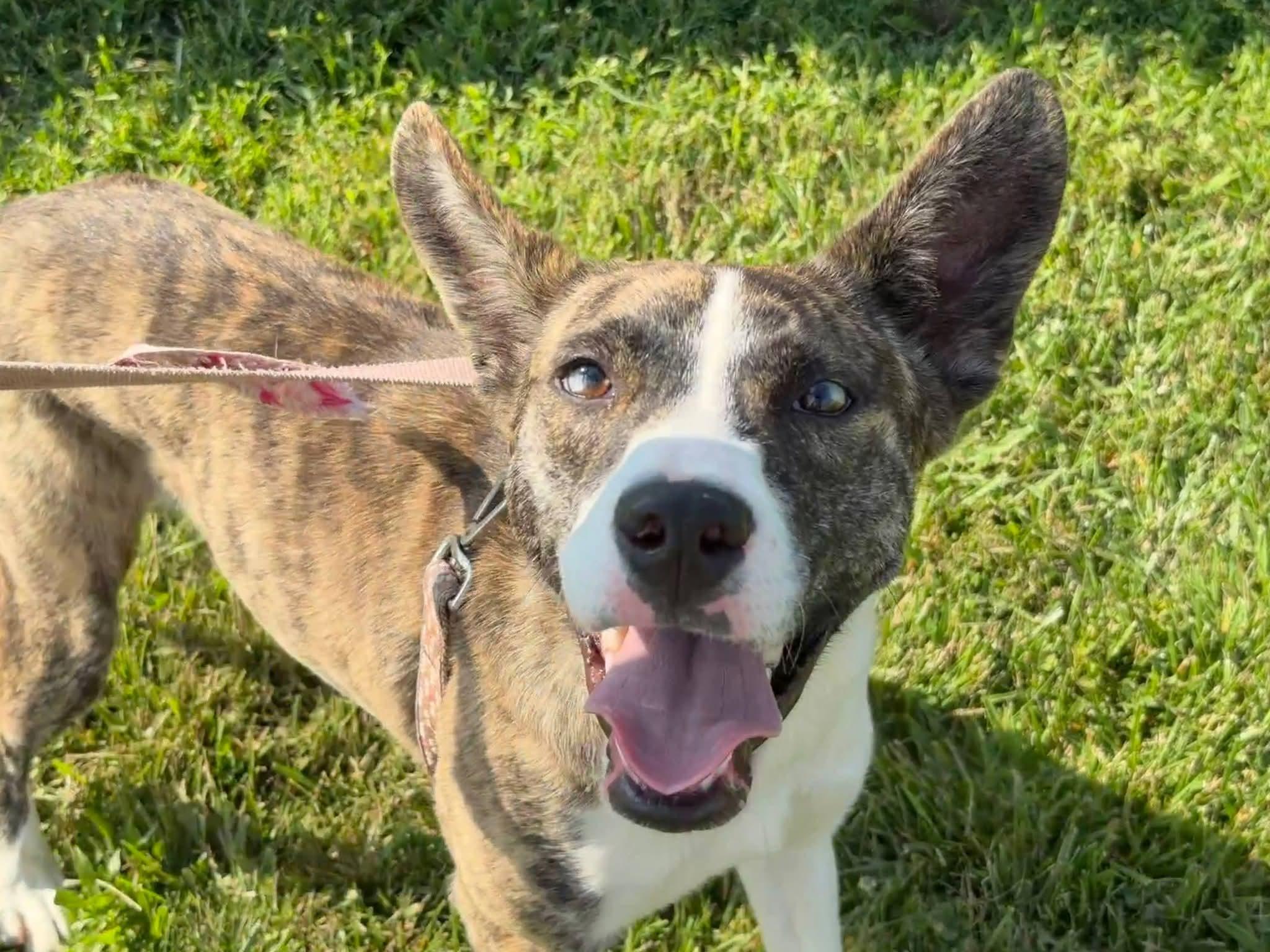 Enlarge Lilac, a Adoptable mixed breed in Liberty, IN image 1/6