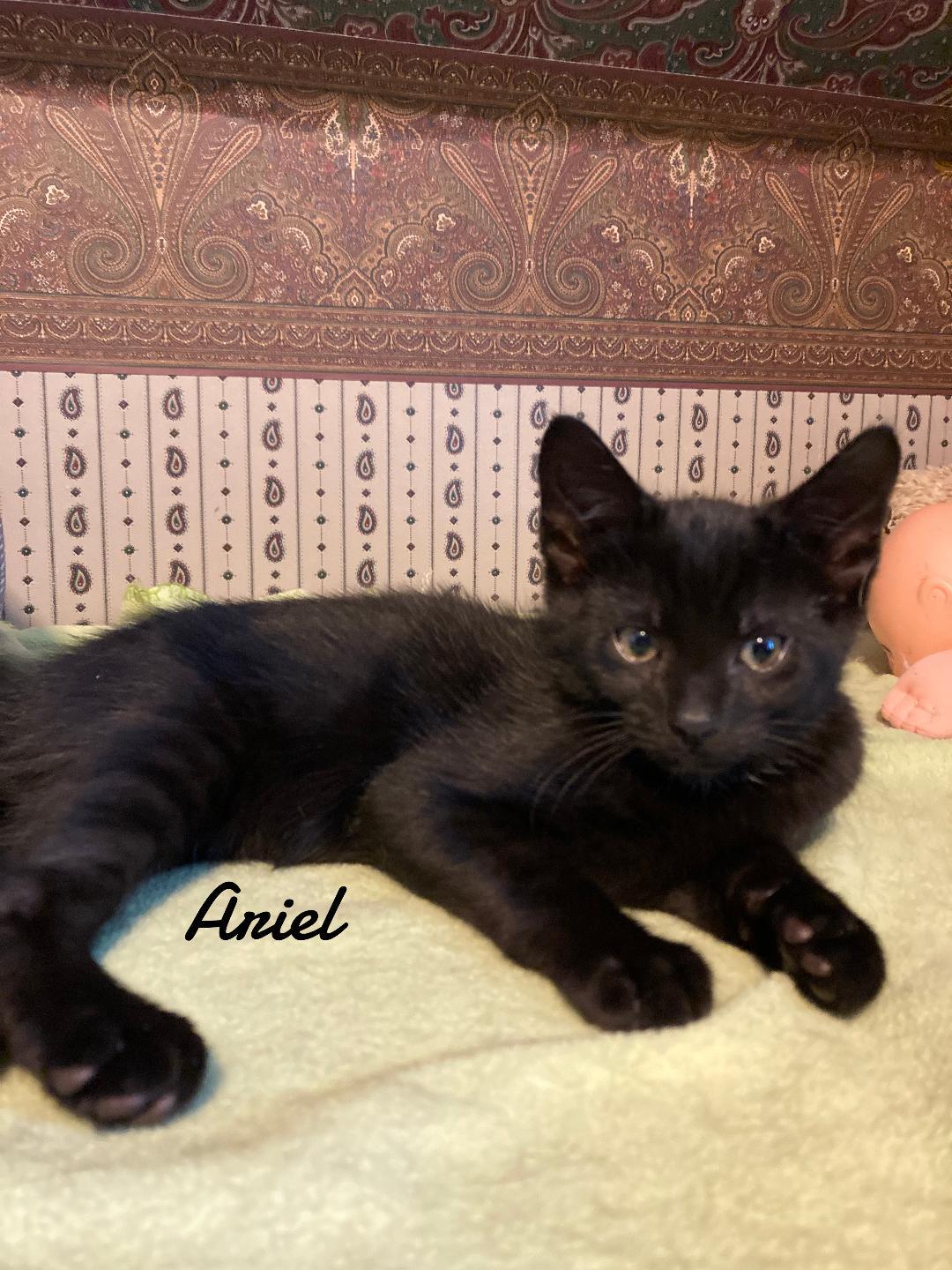 Ariel, Adoptable, Kitten Female Domestic Short Hair.