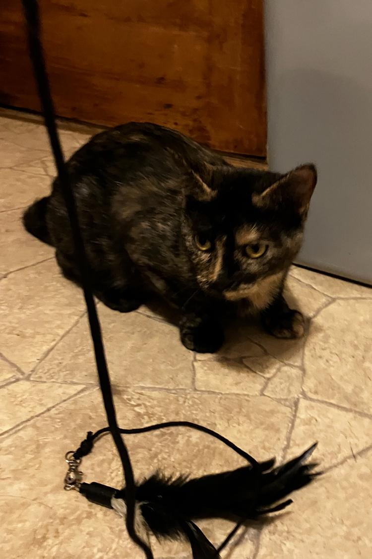 Poppy, a Adoptable Tortoiseshell in Manhattan , KS image 2/5