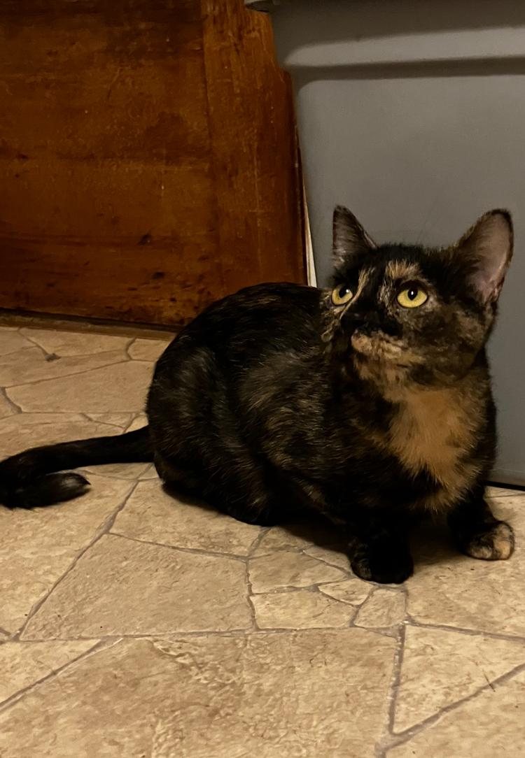Poppy, a Adoptable Tortoiseshell in Manhattan , KS image 1/5