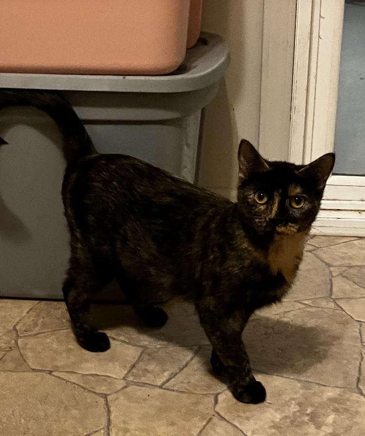 Poppy, a Adoptable Tortoiseshell in Manhattan , KS image 3/5