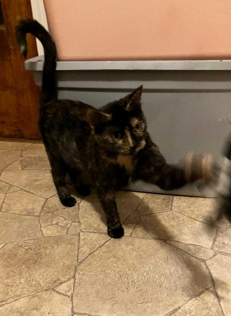 Poppy, a Adoptable Tortoiseshell in Manhattan , KS image 4/5