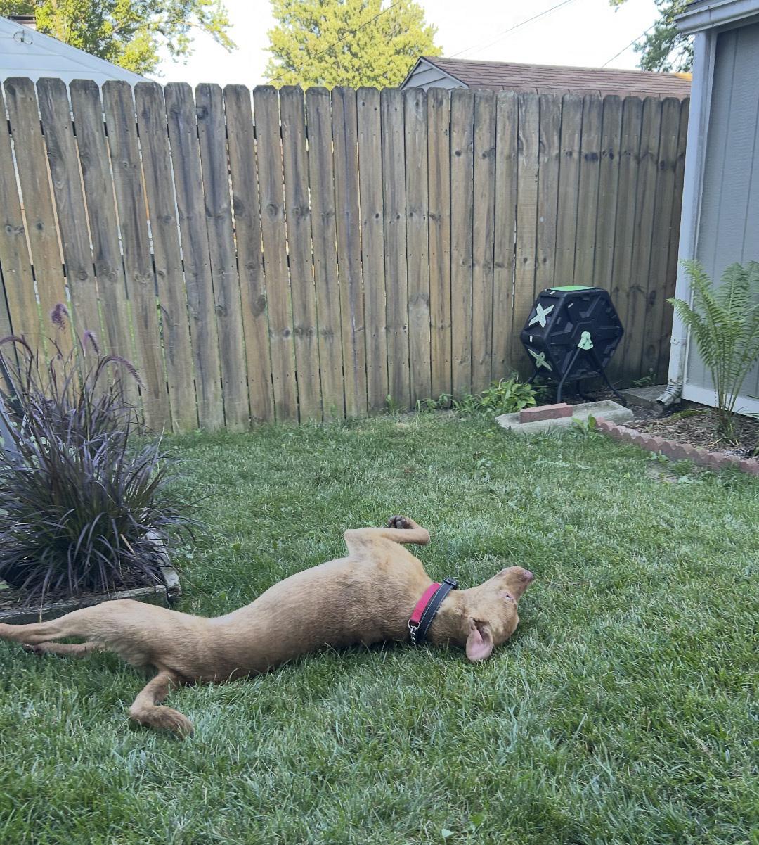 Charlie, a ADOPTABLE mixed breed in Oregon, OH image 2/2