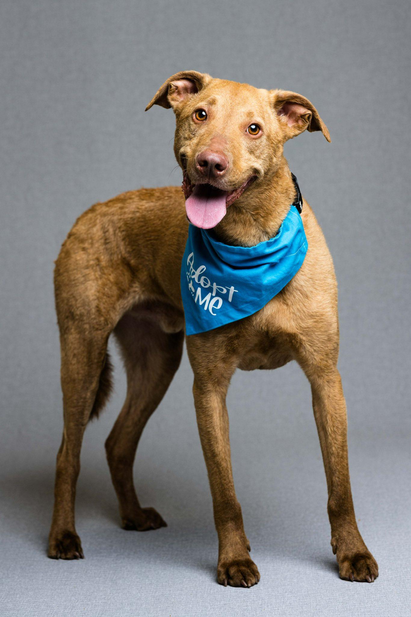 Charlie, ADOPTABLE, Adult Male Poodle & Boxer.