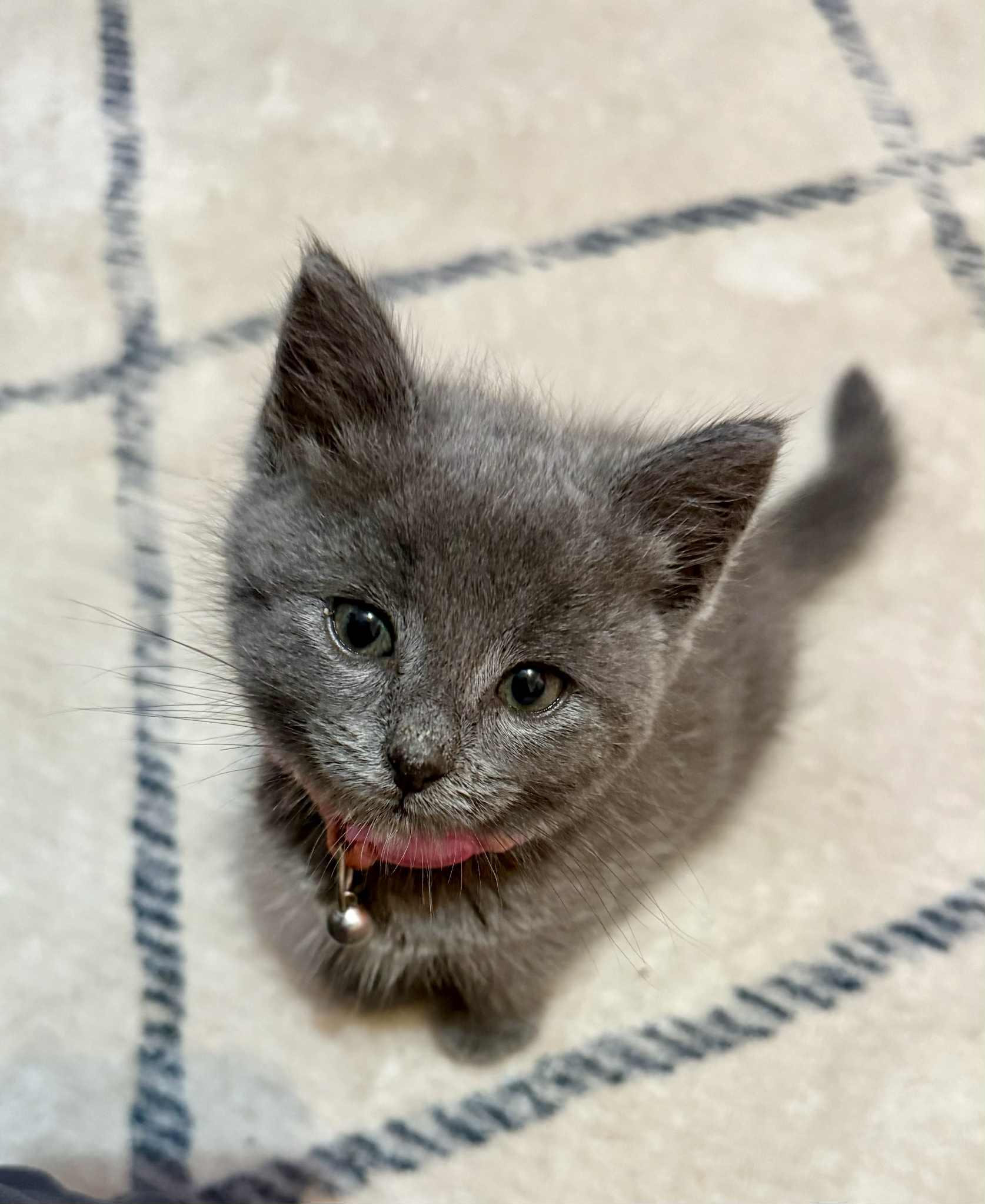 Alaska, Adopted, Kitten Female American Shorthair.